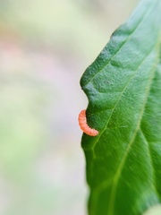 Adoxophyes privatana