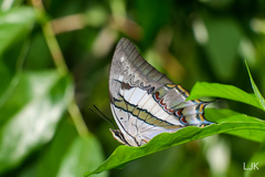 Polyura schreiber tisamenus