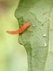 Adoxophyes privatana
