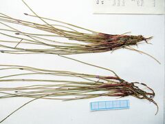 Eleocharis kamtschatica