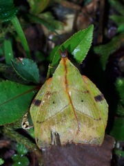 Radhica elisabethae
