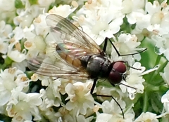 Thricops semicinereus