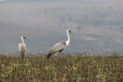 Grus carunculatus