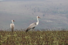 Bugeranus carunculatus