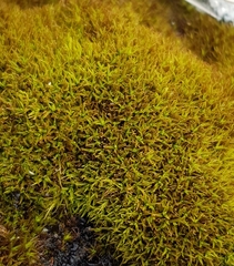 Trichostomum crispulum