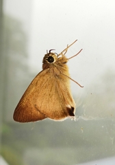 Hasora mus