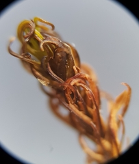 Trichostomum crispulum