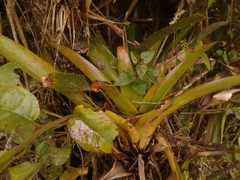 Tillandsia denudata