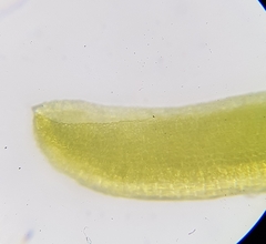 Trichostomum crispulum