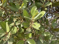 Euclea natalensis capensis