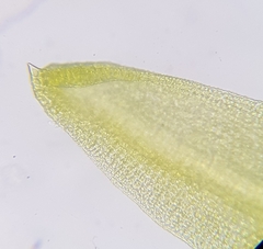 Trichostomum crispulum