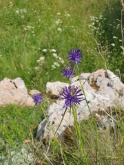 Phyteuma scheuchzeri