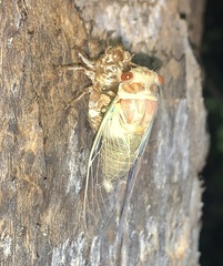 Diceroprocta apache
