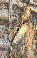 Diceroprocta apache