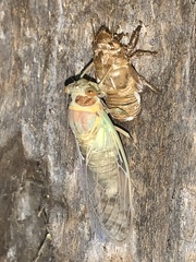 Diceroprocta apache