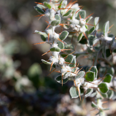 Sclerolaena birchii