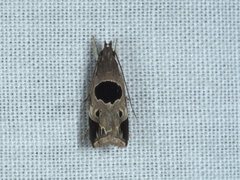 Helcystogramma hibisci