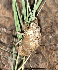 Diceroprocta apache