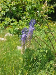 Phyteuma betonicifolium