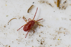 Trombidium holosericeum