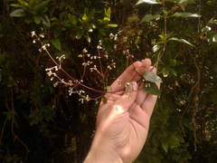 Valeriana clematitis