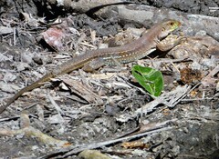 Ameiva bifrontata divisa