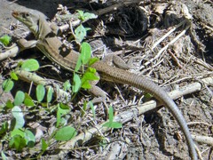 Ameiva bifrontata divisa