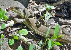 Ameiva bifrontata divisa