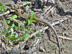 Ameiva bifrontata divisa