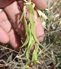 Astragalus racemosus