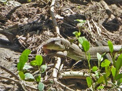 Ameiva bifrontata divisa