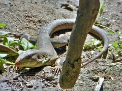 Ameiva bifrontata divisa