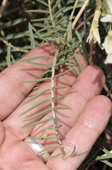 Astragalus racemosus