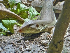 Ameiva bifrontata divisa