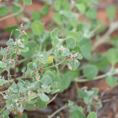 Chenopodium desertorum