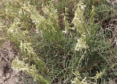 Astragalus racemosus