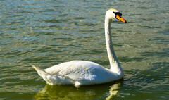 Cygnus olor