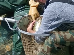 Salmo marmoratus