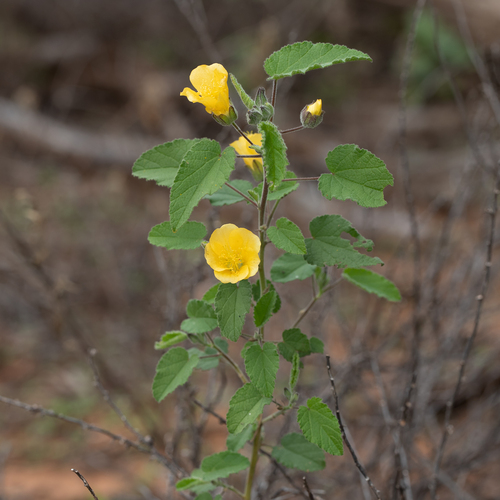 Dwarf lantern-flower (Abutilon fraseri)