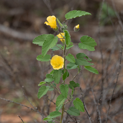 Abutilon fraseri