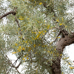 Acacia cambagei