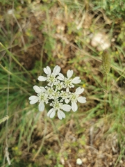 Orlaya grandiflora