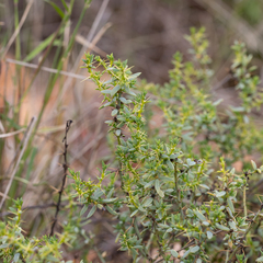 Sclerolaena muricata
