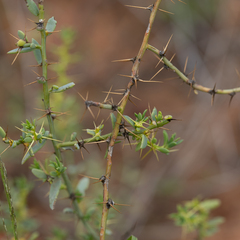Sclerolaena muricata