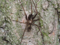 Tegenaria ferruginea