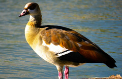 Alopochen aegyptiaca