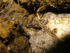 Platydracus chalcocephalus