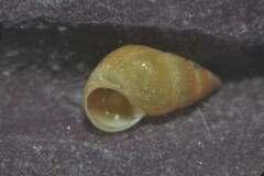 Peringia ulvae
