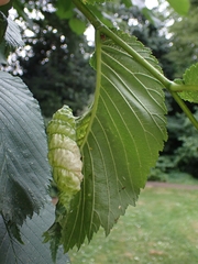 Eriosoma ulmi