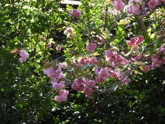 Prunus × lannesiana